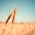 ロシア、穀物輸出を制限　国内の食糧自給優先、小麦など